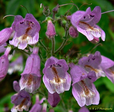 {Penstemon canescens}